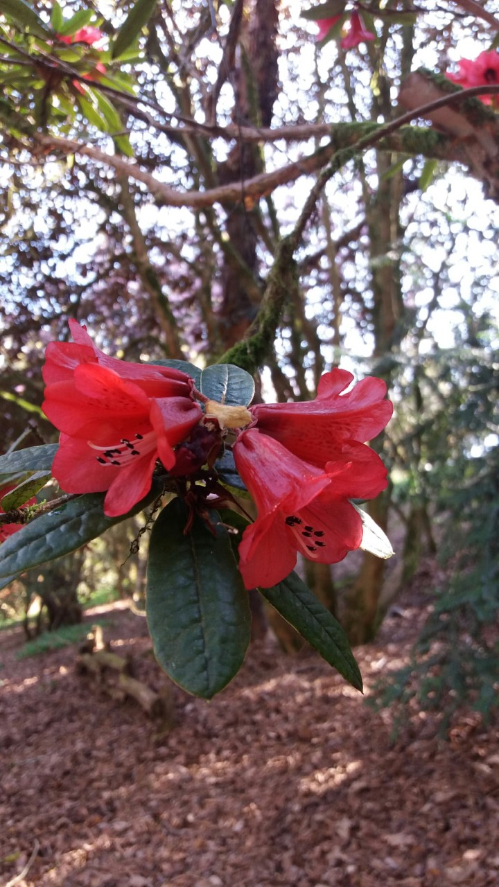 R. floccigerum